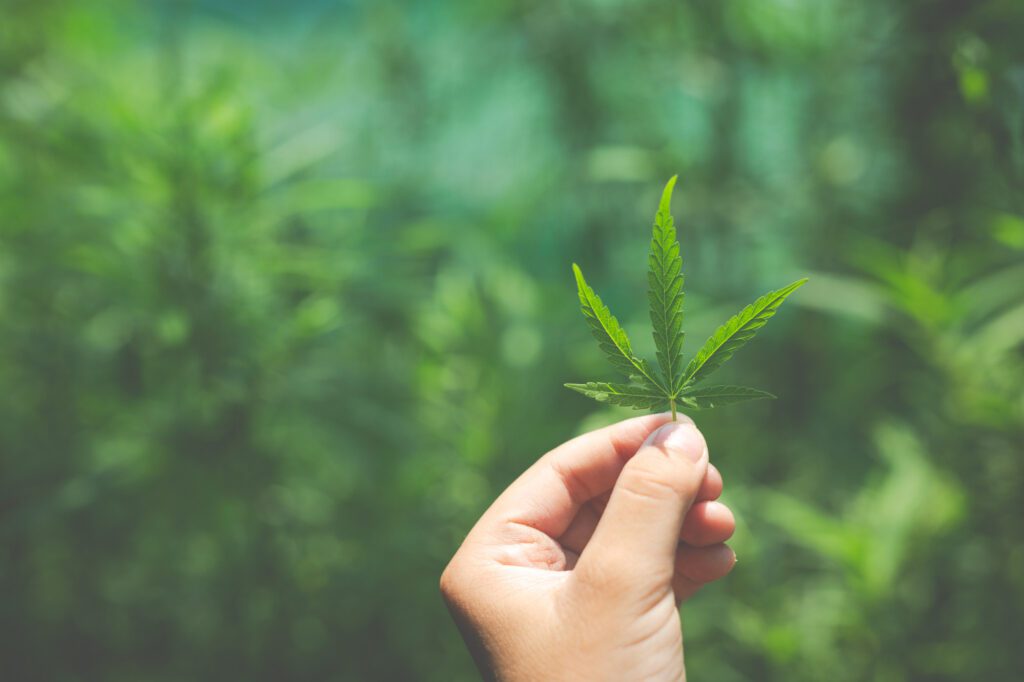 Dipendenza da cannabinoidi